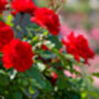 Floribunda Rose 'Trumpeter' One X Bare Rooted Plant, thumbnail 3 of 7