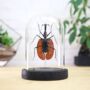 Violin Beetle Insect Bug Moth Butterfly Bell Jar Entomology Taxidermy Interior Design Home Decor Cloche Modern Display Gift Ornament, thumbnail 1 of 4