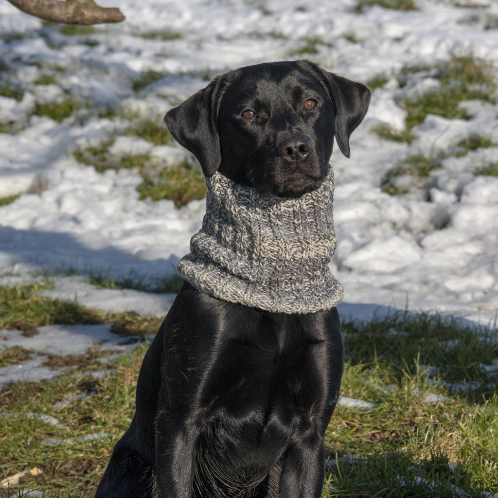 woollen snood for dog by the dandy dog company