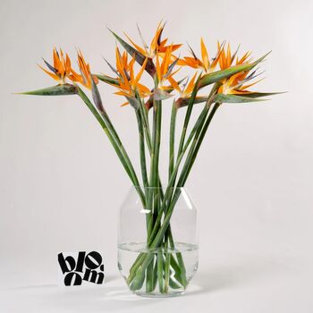 Orange Birds Of Paradise Fresh Flower Bouquet, 3 of 4
