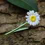 Daisy White Flower Brooch, thumbnail 1 of 6