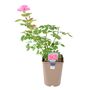 Mum In A Million Rose Bush – Fragrant Pink Gift Rose, thumbnail 3 of 7