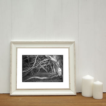 Tree Roots And Branches, Norfolk Photographic Art Print, 2 of 4