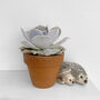 Ghost Echeveria Lilacina Rare Succulent House Plant, thumbnail 2 of 6