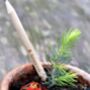 Grow A Christmas Tree Pencil, thumbnail 1 of 5