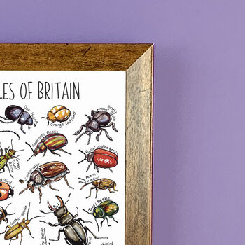 Beetles Of Britain Wildlife Print, 7 of 9