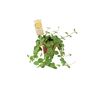Peperomia Hope Trailing Jade Plant In 12cm Pot, thumbnail 5 of 8