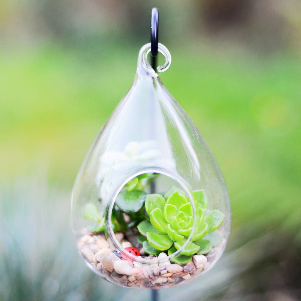 Glass Water Drop Succulent Terrarium With Metal Holder By DingaDing