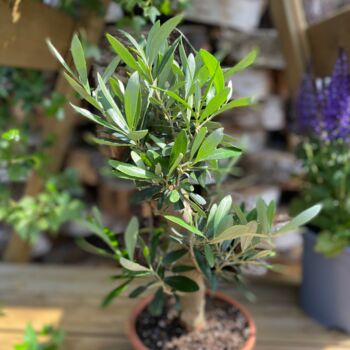 The Olive Tree Bonsai Gift, 2 of 12
