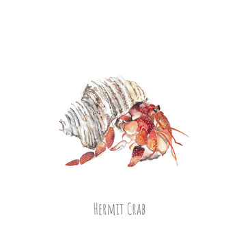 Hermit Crab Art Print, 2 of 3