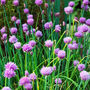 Gardening Gift. Grow Your Own Herbs. Chives Seeds Kit, thumbnail 3 of 4