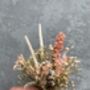 Dried Delphinium And Preserved Gypsophila Boutonnieres, thumbnail 3 of 3