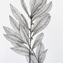 Bay Leaves Original Botanical Illustration, thumbnail 3 of 4