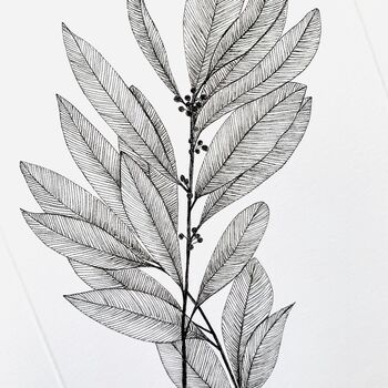 Bay Leaves Original Botanical Illustration, 3 of 4