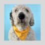 Yellow Over Collar Dog Bandana/Scarf, thumbnail 3 of 3