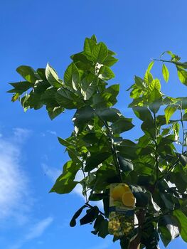 Citrus Lemon Tree One X Large Plant In 40 L Pot 180cm+, 4 of 9
