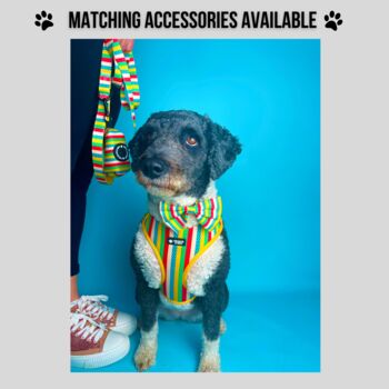 Multi Coloured Stripe Dog Bandana, 4 of 5