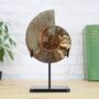 Giant Polished And Cut Madagascan Ammonite Bespoke Steel Stand Real Authentic Dinosaur Fossil Natural History Interior Design Home Decor Display Gift Ornament, thumbnail 1 of 4