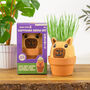 Grow Your Own Capybara Grow Pal, thumbnail 2 of 4