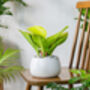 Houseplant Philodendron Lemon Lime Full Plant 13cm Pot, thumbnail 4 of 5