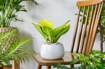 Houseplant Philodendron Lemon Lime Full Plant 13cm Pot, 4 of 5