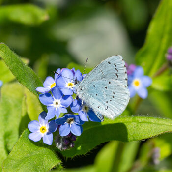 Wildflower And Herb Seeds Create Your Own Gift Set, 11 of 12