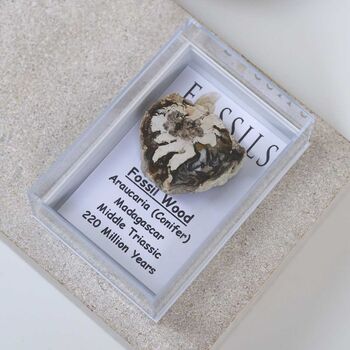 Fossil Wood Slice Araucaria Conifer, 3 of 10