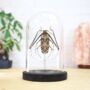 Harlequin Beetle Insect Bug Moth Butterfly Bell Jar Entomology Taxidermy Interior Design Home Decor Cloche Modern Display Gift Ornament, thumbnail 1 of 3