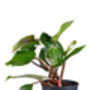 Houseplant Philodendron White Knight Plant In 13cm Pot, thumbnail 4 of 5