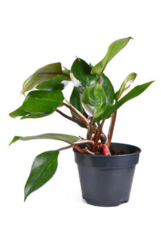 Houseplant Philodendron White Knight Plant In 13cm Pot, 4 of 5