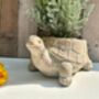 22cm Turtle Plant Pot Distressed Beige Stone Flower Holder Planter, thumbnail 2 of 7