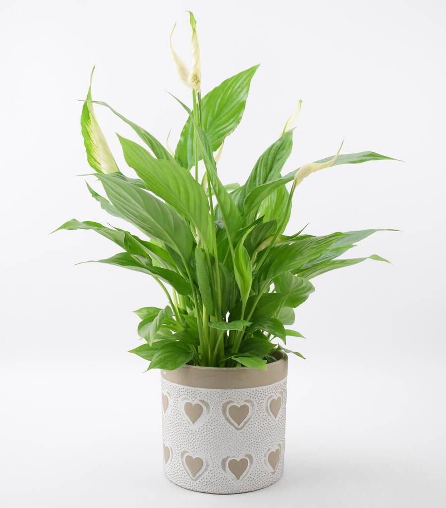 Spathiphyllum Peace Lily In Heart Ceramic Pot By Plants By Post