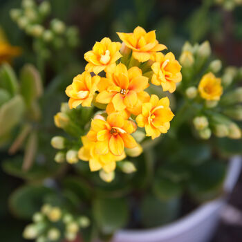 Flowers Kalanchoe 'Mixed' Two X Plants In 9cm Pots, 4 of 6