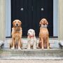 Artisan Dog Treats – Handmade In Norfolk, thumbnail 7 of 12