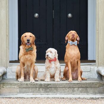 Artisan Dog Treats – Handmade In Norfolk, 7 of 12
