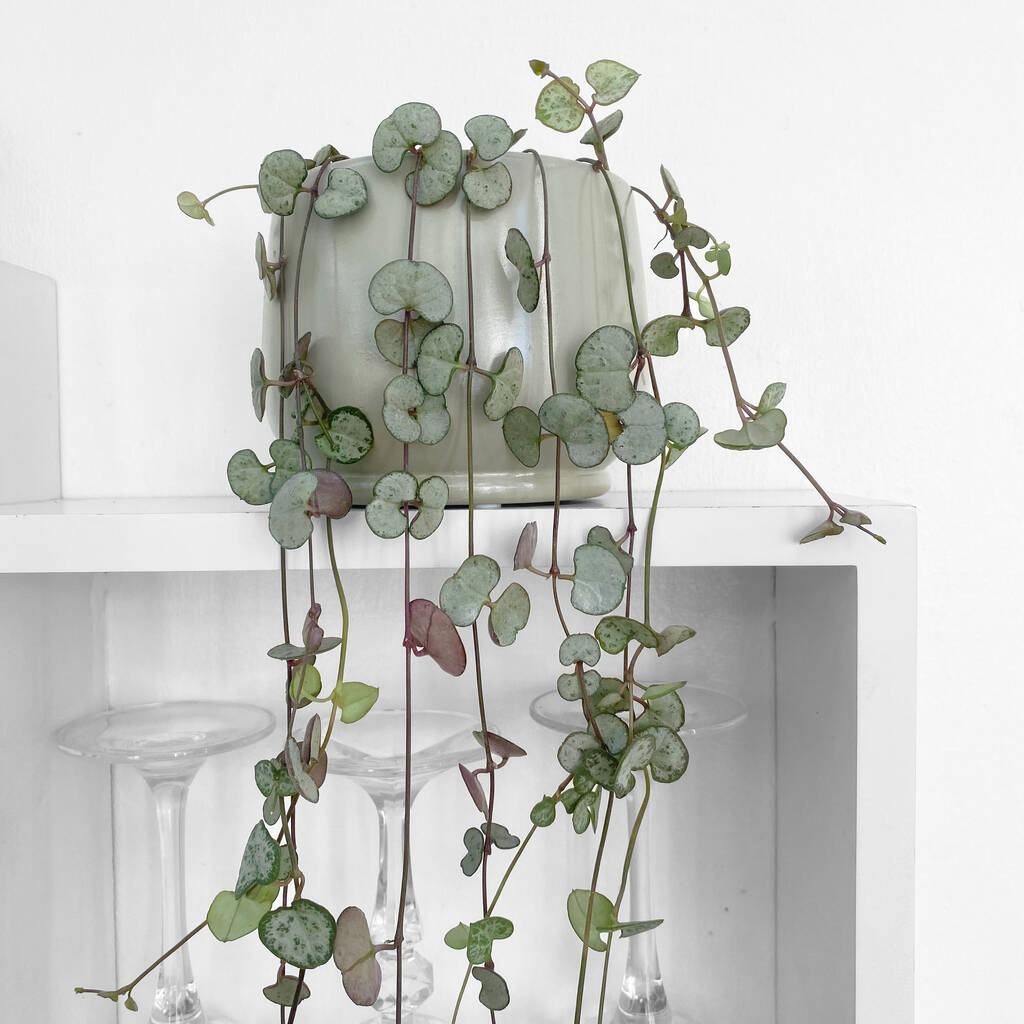 String Of Hearts Hanging Plant In 9cm Ceramic Pot By Clouds Hill Succulents