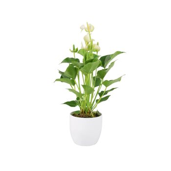White Anthurium Plant Elegant Flamingo Flower Houseplant, 2 of 7