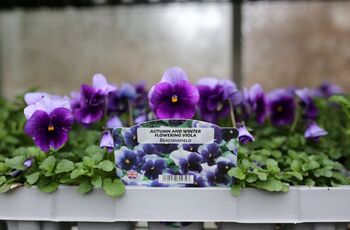 Flowers Viola 'Beaconsfield' 20 X Plant Pack, 4 of 6