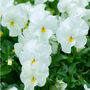 Flowers Trailing Pansy 'White' Three X 9cm Pots, thumbnail 4 of 5
