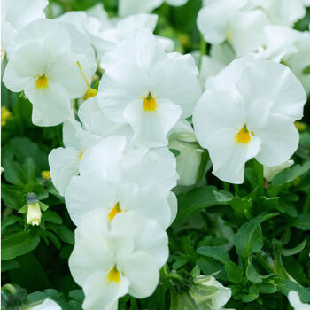Flowers Trailing Pansy 'White' Three X 9cm Pots, 4 of 5