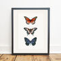 Butterfly Botanical Illustration Print, thumbnail 4 of 4