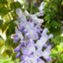 Wisteria Blue Sapphire, Plant Gift Idea, thumbnail 2 of 2