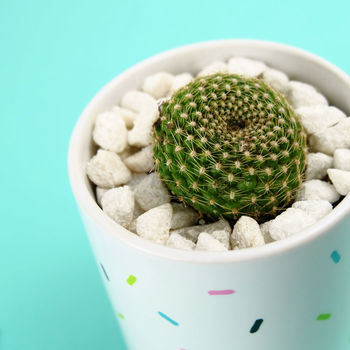 I'm So On Trend Cactus Flower Pot, 5 of 8