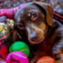 Dachshund Dog Tennis Balls, thumbnail 6 of 7