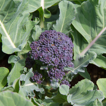 Purple Sprouting Broccoli 18 X Plug Plant Pack, 4 of 5