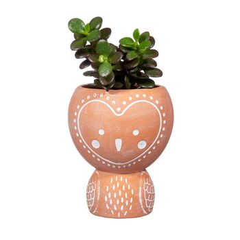 Terracotta Owl Planter With Choice Of Chinese Money Plant Pilea, 3 of 3