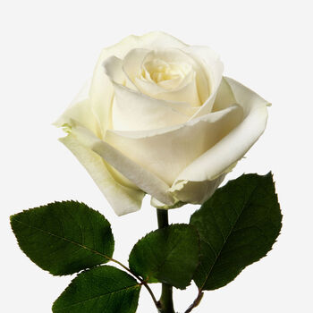 Ivory Avalanche Rose Fresh Bouquet, 3 of 4