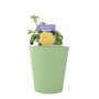 Golden Wishes Rose Bush – Compact Yellow Patio Rose, thumbnail 4 of 4