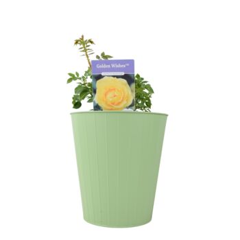 Golden Wishes Rose Bush – Compact Yellow Patio Rose, 4 of 4