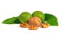 Walnut Tree, 'Juglans Regia', thumbnail 1 of 8